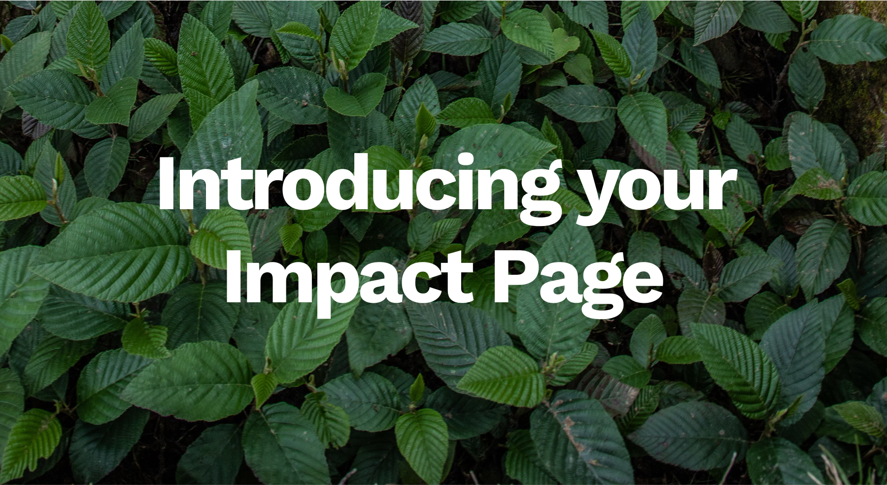 Introducing your impact page
